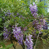 Ϲ��һ�����������������ƣ���Ҳ��Ū���ɾ����ʵĻ�԰