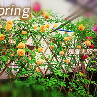 �����޶�������Ļ�԰