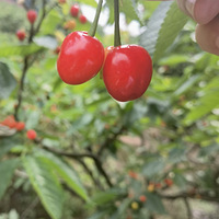 �ϰ������ѣ�������Ҳ���ö������ܾͿ������ܲ�ժ��Ȥ��