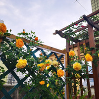 �˼�������