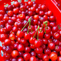 �����һ��ժӣ��ͼƬ