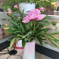 ��׽��������18��һ�ѵ���ҩ�����