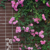 �ҵĻ�԰�ռ�