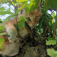 �Ӹ��ٸ�������è,�������������.....