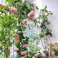 �������������ڲ�˳��