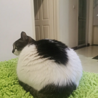 ��˵��С����ë����