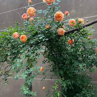 Ժ����Ļ�����½������