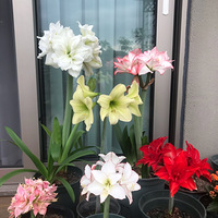 �����춥��Ŀӣ���Ҳ������