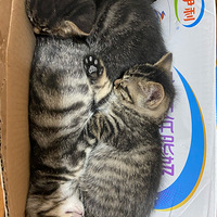 ��è����������ȫ��������