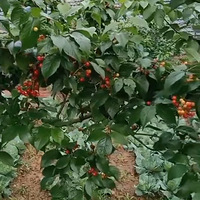 ������һ����ժӣ�ң�88��Ǯ����һ���ӣ�����ӣ�һؼ�