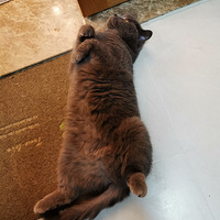 ���Ǹ�������ֻĸè��