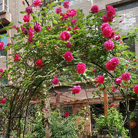 �ȴ����򻨿�~~