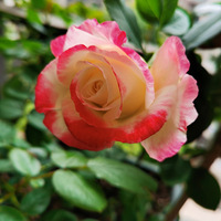 ɹ���ļ���