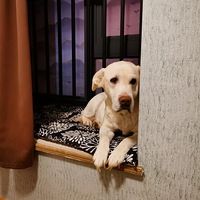 ��������ֻ�ɰ�������С�����