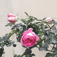 ��һ������