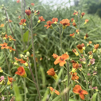 �Ͳ˻���Ȼ������ô������ɫ