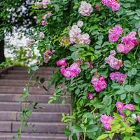 �������������̺�