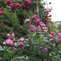 С�滨԰������������������