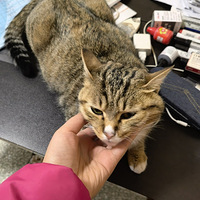 �л���԰è�������