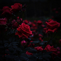 ���շ����� Ѫɫõ��