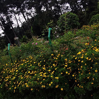 ɭ�����ũ�廨԰