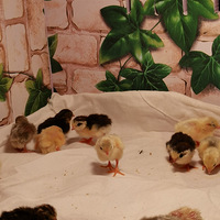 �ڿ������ҵ��³衪�����ȼ����������ȣ������ĵ�