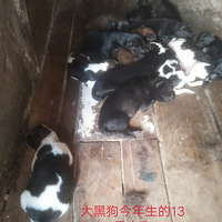 13ֻ�ɰ���С�̹�������