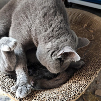 ����С��è