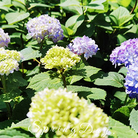 �����¶̨�����������޶�