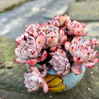 ��ĩ�����Ķ���״̬�����գ���ȴֻ������Ƭ��¼�����ǵ���