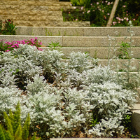 ������һĨ��ɫ��������幫԰�������������ˡ�