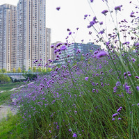 һƬ���޲ݣ�δ�깤�ı�����԰��Ϊ���Ŵ򿨵�