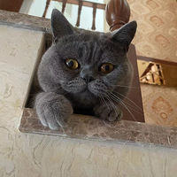 ��è��Ů����