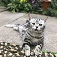 ���̳���ĸè����