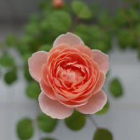 �¼�С�� ���Ů��