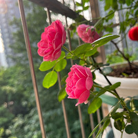 �ڴ�СС��̨��Ҳ��ʵ���Լ���԰��