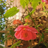 �����Ĵ���