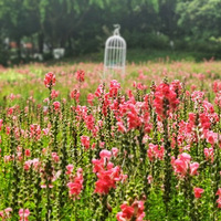 ����С�ھ��㡫���㻨��������