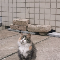 ��ֻ�������ֵܵ������ò��������ë