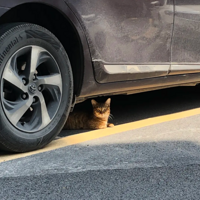 ����ɹ̫����è