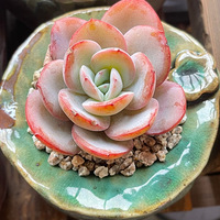 ����������-��¼�ҵĶ�����̨С����