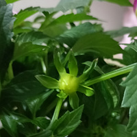 ����ඣ�����:����������Ʒ��:�ɻ����ӣ�