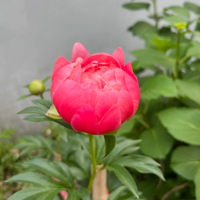 ���ֵ���ҩҪ���� ����