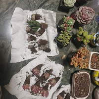 ����ڶ��������ᡰ�ж�����