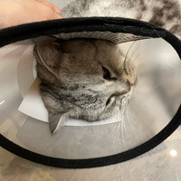 ���ڲ����䲻������ĸèС���ӹ���ŧ���Ҽ���ֻ�������