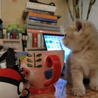 �����Ҽҵ�è̫����