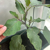 ���ϱ��ӵ�ְҵһ���Ǹ�ũ��