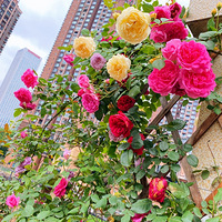 ����һ�����ֵĻ���