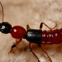 ҧ˵ĳӸΣգϡմƤͿ