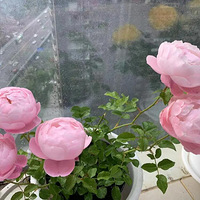 ���������¼�������Ů��������